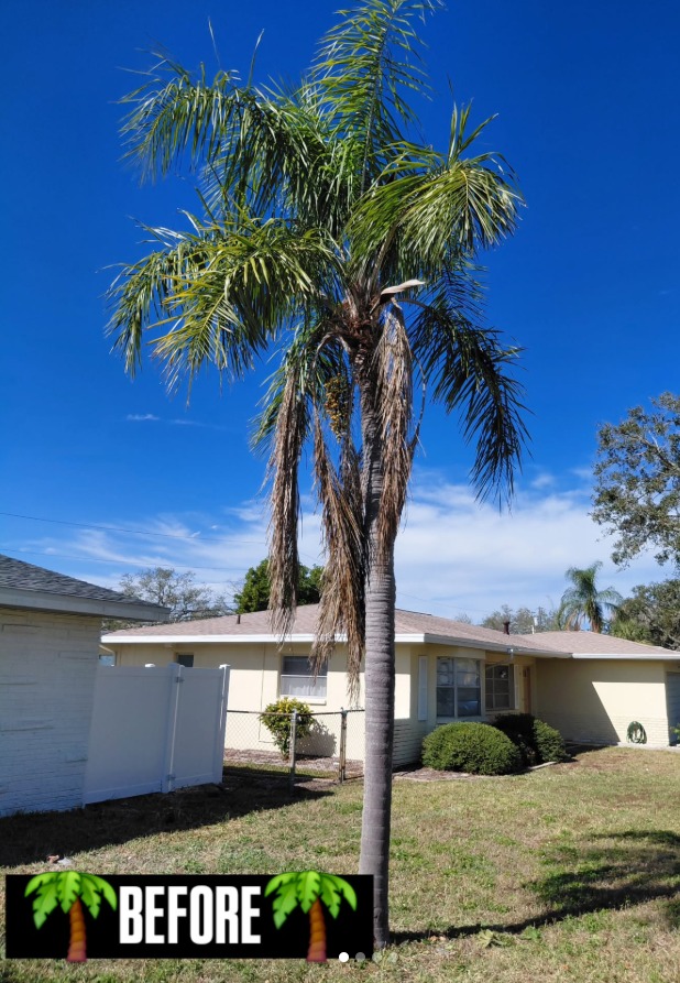Before — palm tree trimming