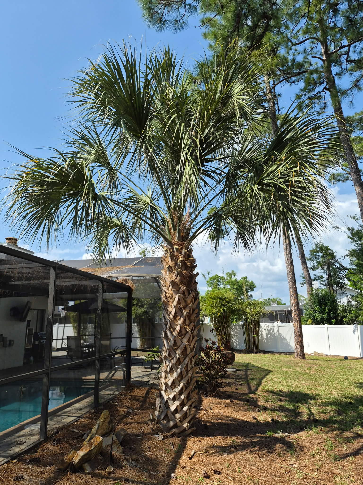 After — sabal palm trimming