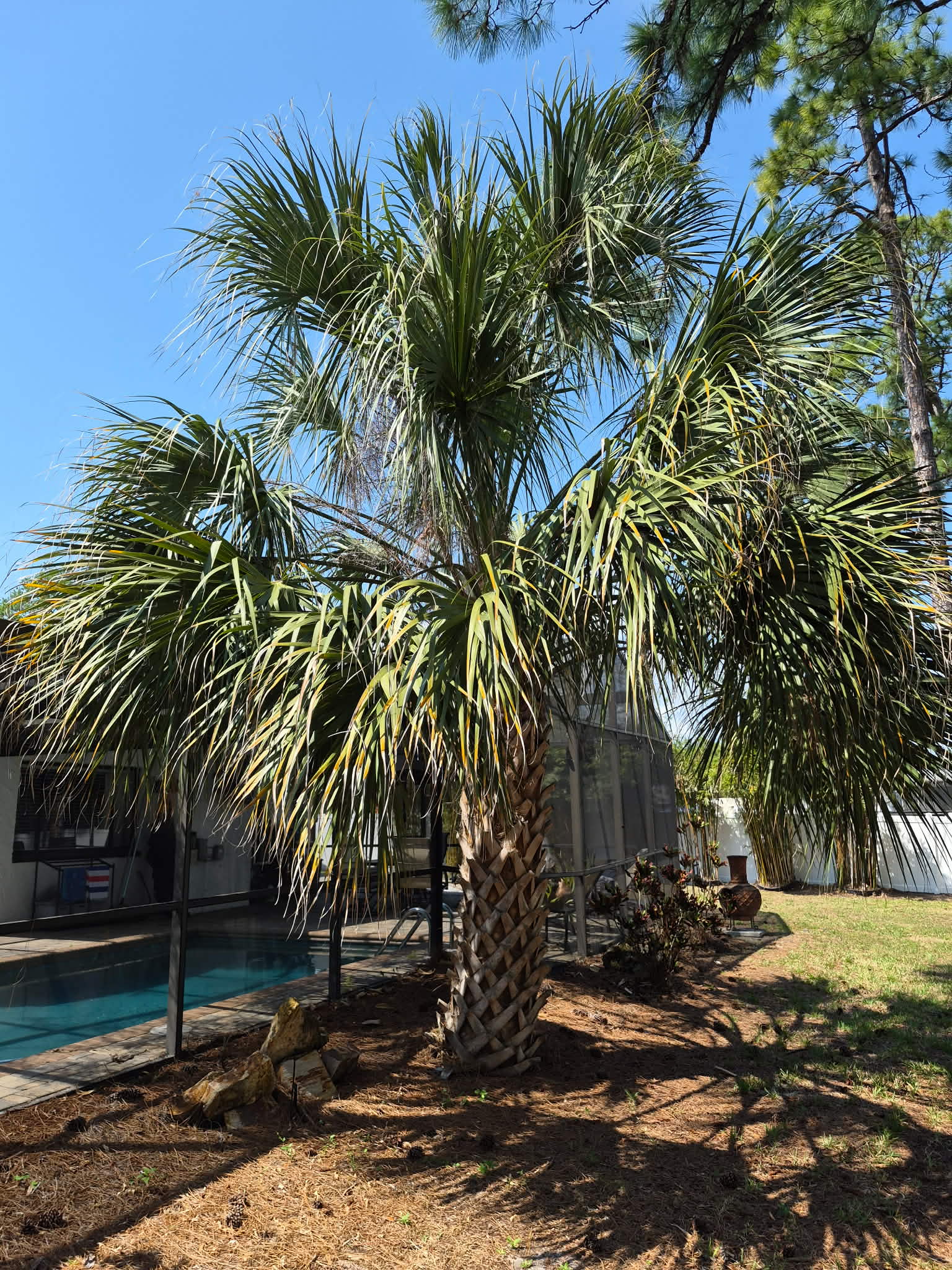 Before — sabal palm trimming