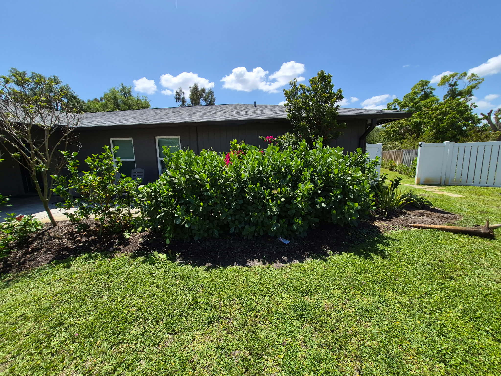 Before — rear yard shrub cleanup