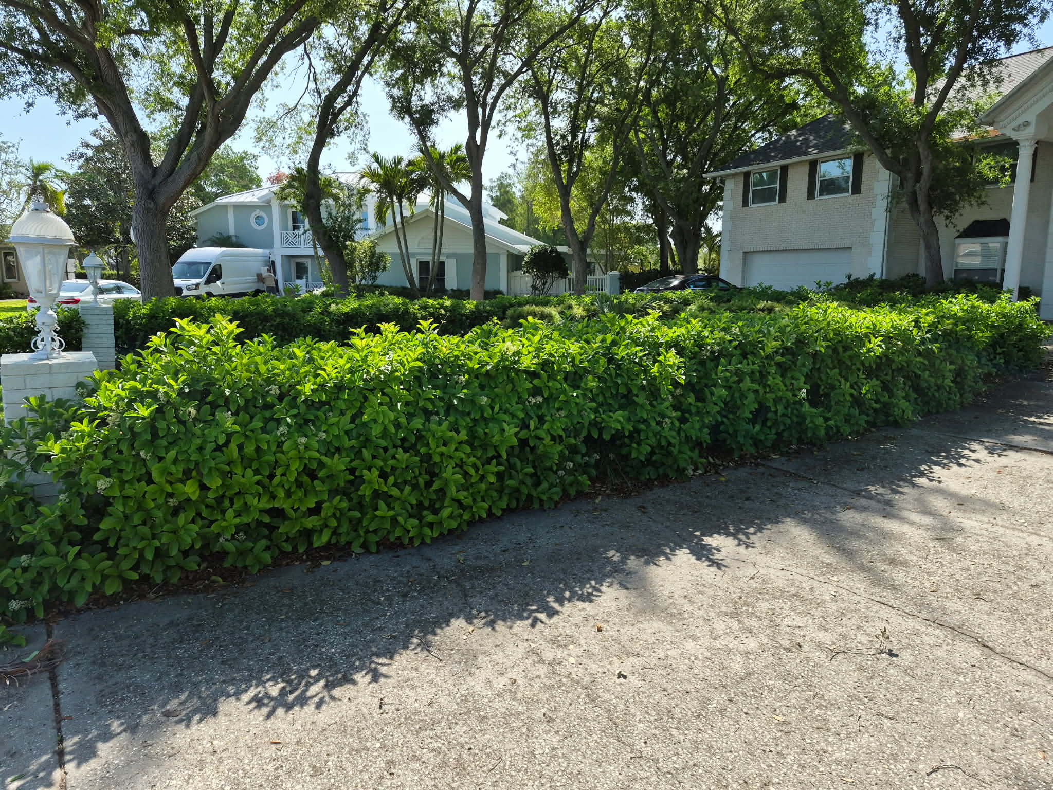 Before — hedge trimming