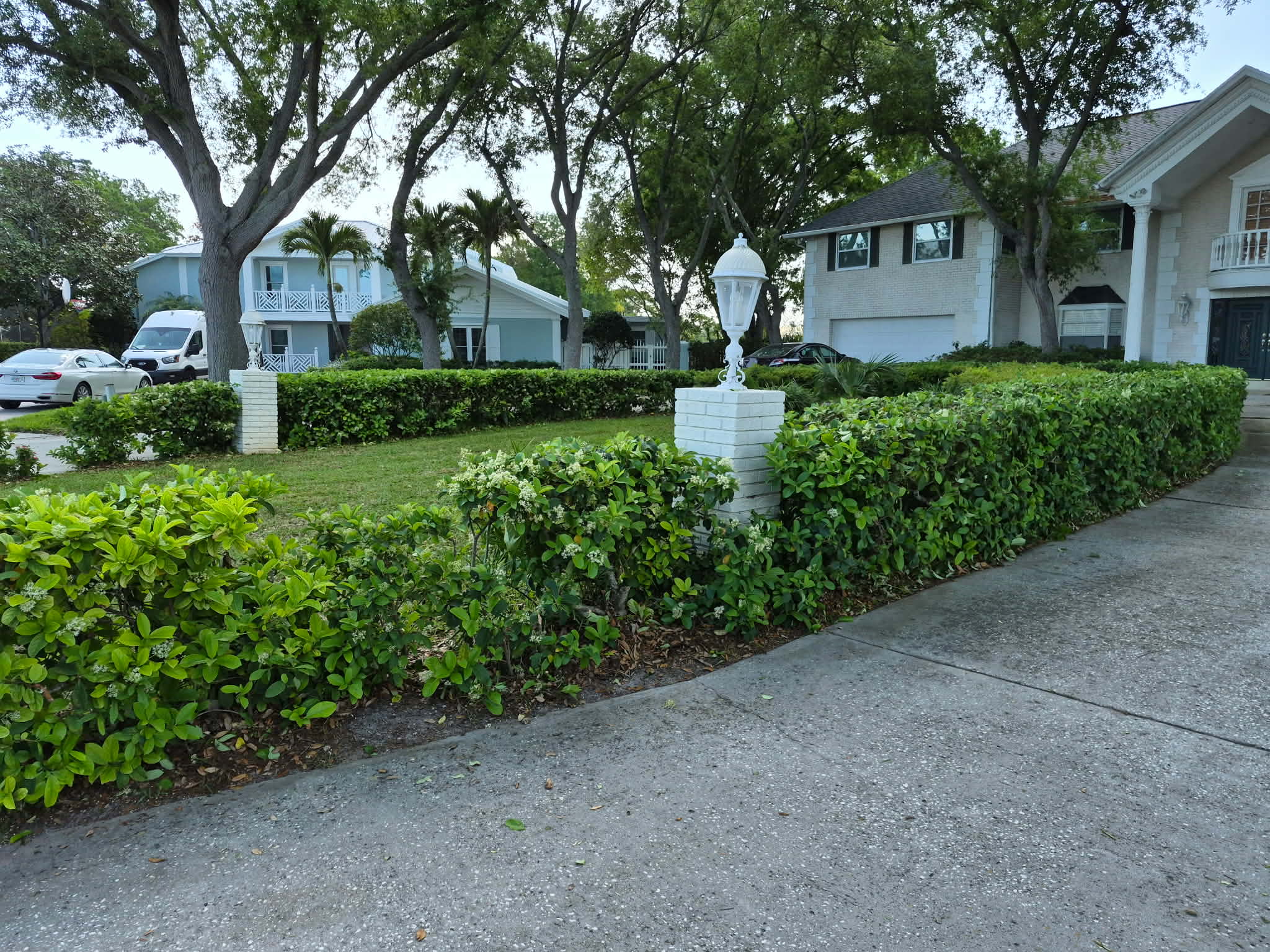 After — hedge trimming