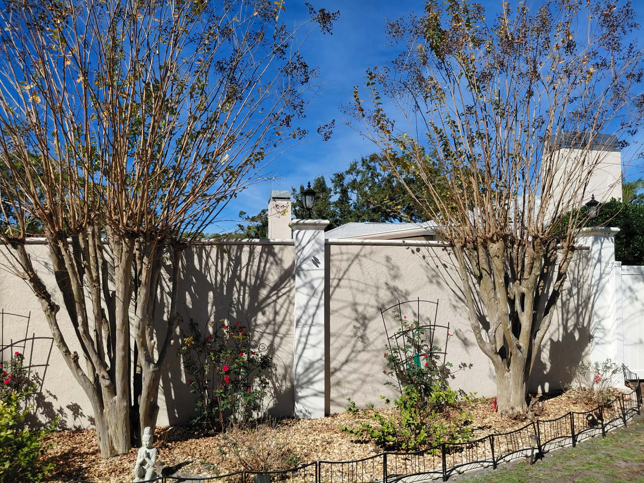 Before — crepe myrtle trimming