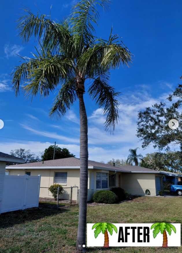 After — palm tree trimming