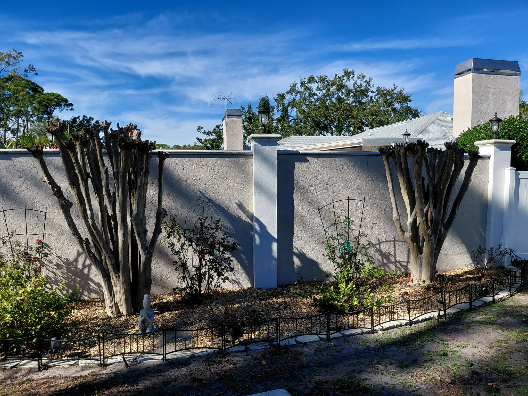 After — crepe myrtle trimming