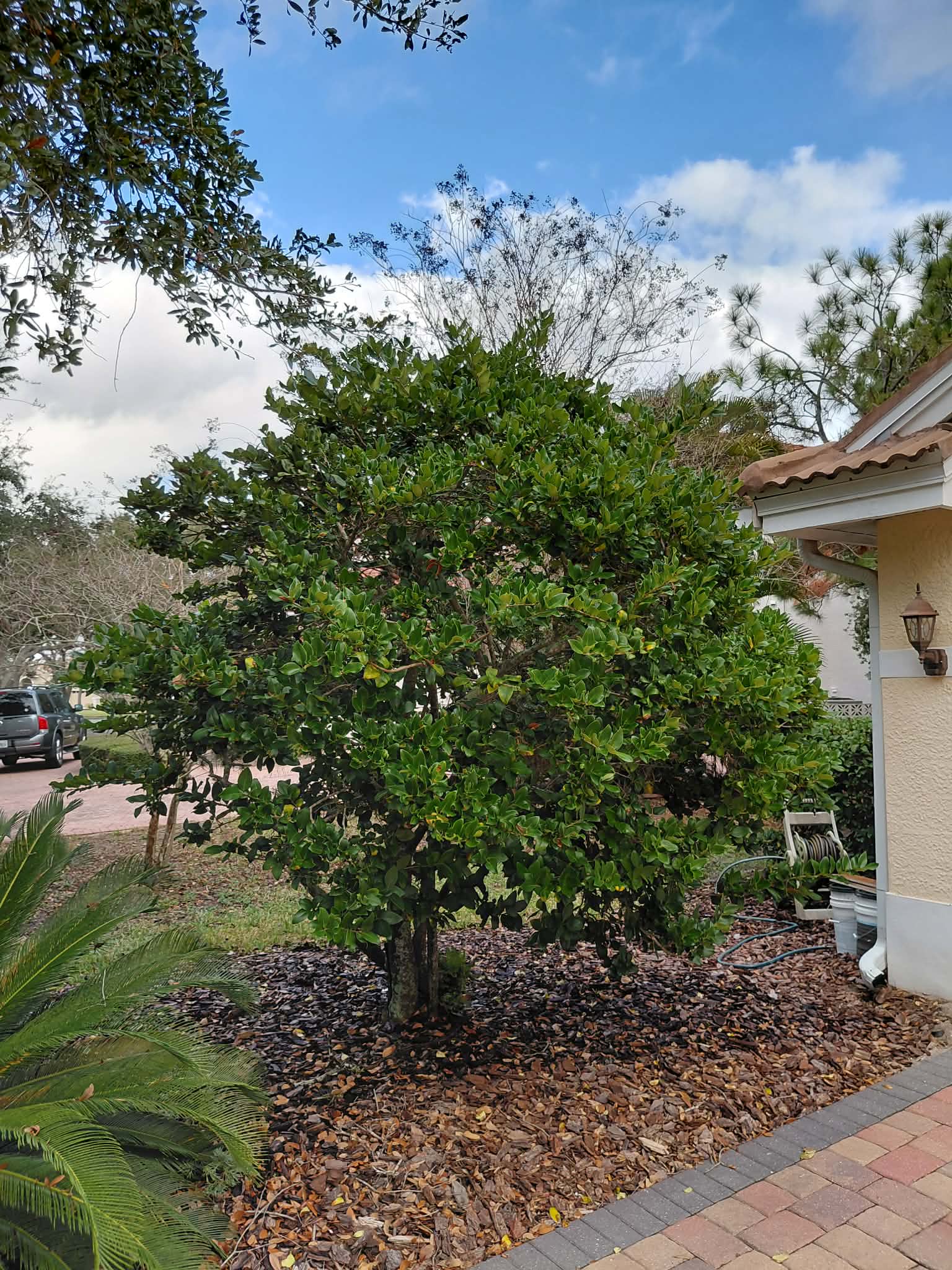 Before — tree trimming