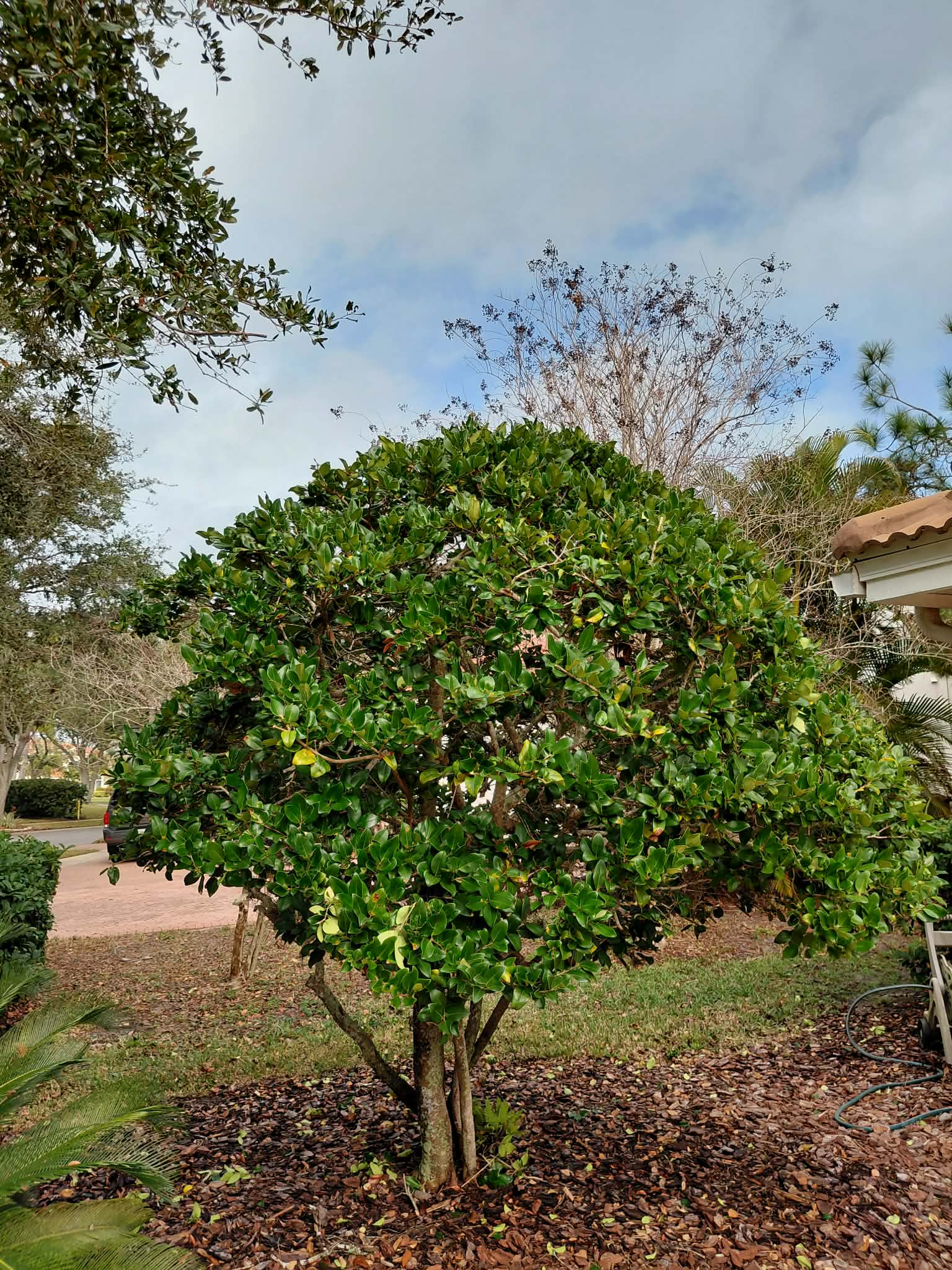 After — tree trimming