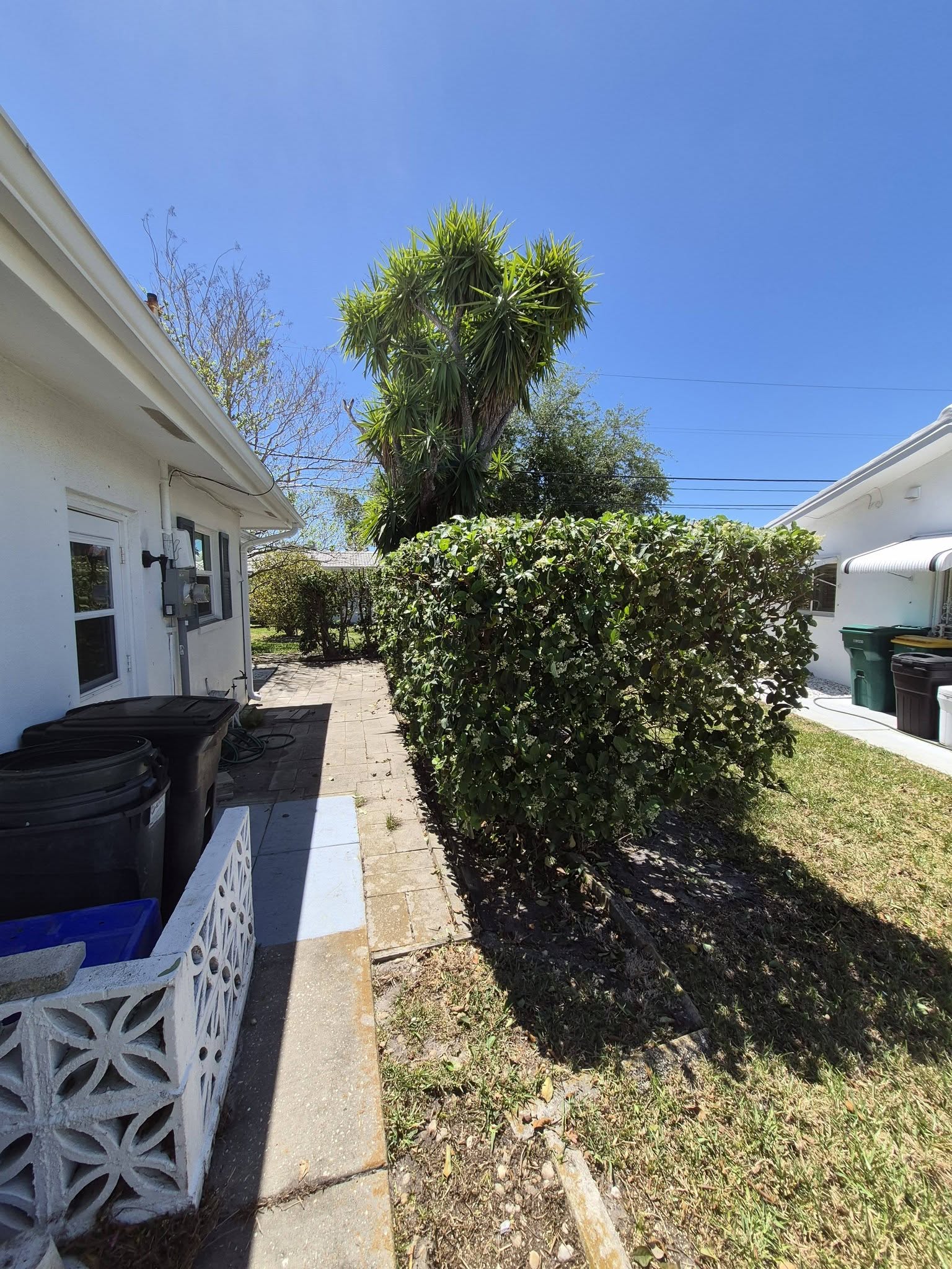 Trimmed hedge along side path