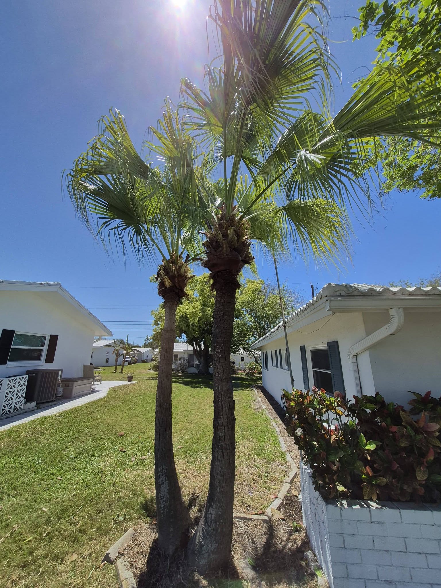 Palm trees on clean residential property